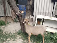 كبش, Edilbay sheep — الصورة 3