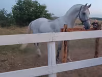 فرس, Orlov Trotter — الصورة 2