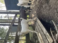 बकरा, LaMancha goats — फ़ोटो 2