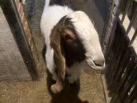 Boucs, Kamori goats — photo 2