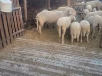 Widder, Merino sheep — Foto 5