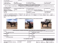 घोड़ा, Mustang — फ़ोटो 4