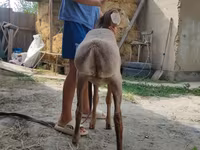 كبش, Edilbay sheep — الصورة 5