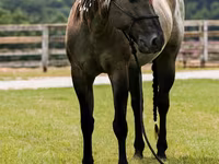 Aygır, Quarter Horse — foto 8