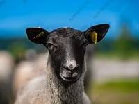 كبش, Katum sheep — الصورة 7