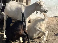عنزة, LaMancha goats — الصورة 2