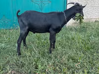 Kozioł, Murcia-Granada goats — zdjęcie 3