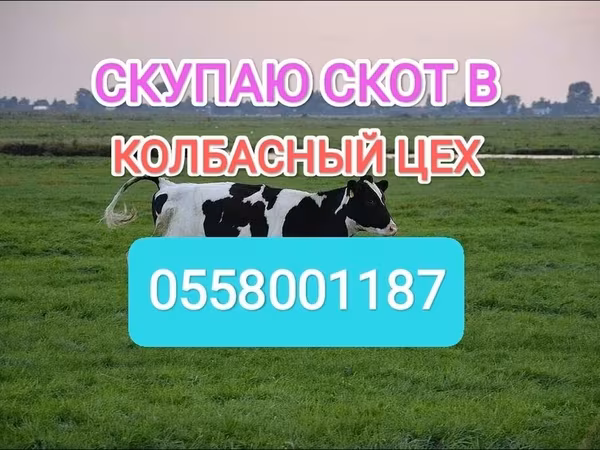 گاوهای هولشتاین