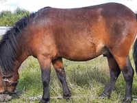 Horse (M), American shetland pony — photo 1