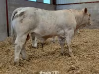 Toro, Charolais cattle — foto 2