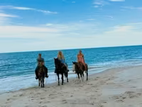 Kısrak, Quarter Horse — foto 3