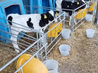 ثور, Swiss cattle — الصورة 3
