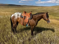 குதிரை, Horses of Sable Island — புகைப்படம் 2