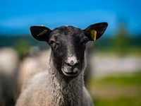 Baran, Romanov sheep — zdjęcie 1