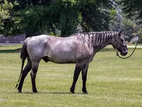 Aygır, Quarter Horse — foto 2