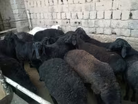 Ram, Sheep — photo 3