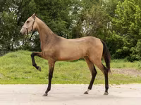 Mare, Akhal-Teke — photo 2