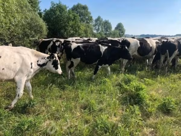 雌牛, Russian Black pied cattle