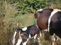 सांड, गोलस्टीन नस्ल — फ़ोटो 2