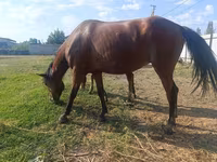 घोड़ी, Thoroughbred horse — फ़ोटो 7