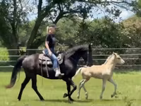 घोड़ी, Rocky Mountain Horse — फ़ोटो 4