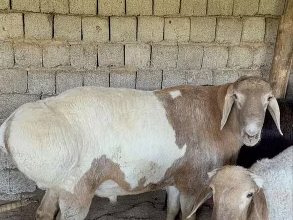 雄羊, Rhon sheep