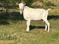 雄ヤギ, Saanen goat — 写真 3