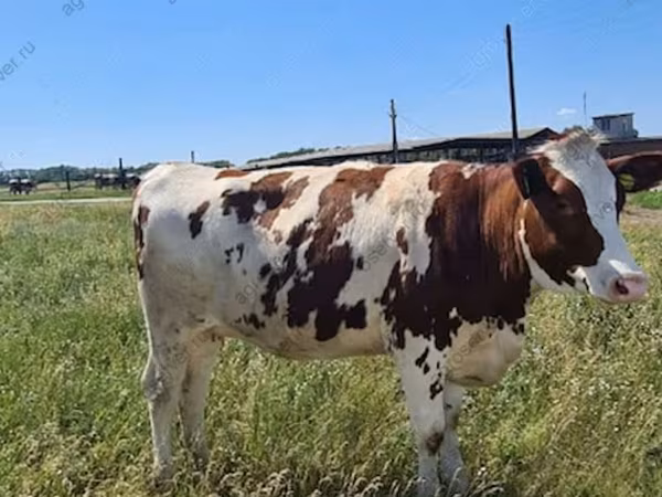 Kuh, Russian Black pied cattle