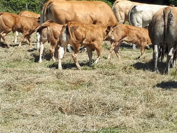 Cast cow