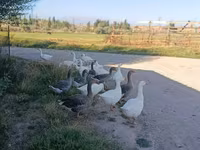 Geese — புகைப்படம் 1