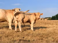 Boğa, Charolais cattle — foto 1