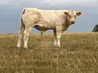 Touro, Raça de vaca — foto 3