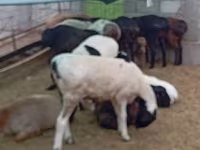 Carnero, Hissar sheep — foto 1