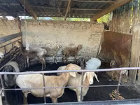 Koyun, Rhon sheep — foto 2