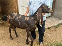 Keçi, Kamori goats — foto 1