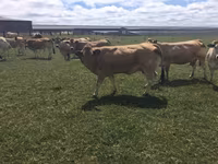 गाय, Partenaise cattle — फ़ोटो 2