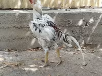 Chickens — புகைப்படம் 2