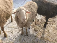 Owca, Romanov sheep — zdjęcie 4