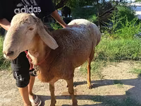 Koç, Agin sheep — foto 3
