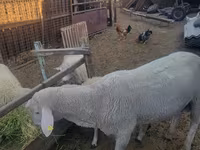 Widder, Merino sheep — Foto 2