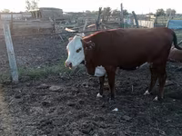 பசு, Latvian Blue cattle — புகைப்படம் 2