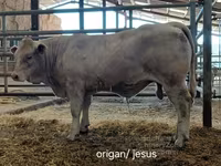 Toro, Charolais cattle — foto 5