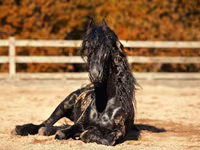 घोड़ा, Friesian — फ़ोटो 3