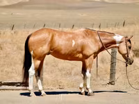 Stute, Quarter Horse — Foto 2