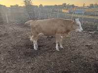 பசு, Latvian Blue cattle — புகைப்படம் 4