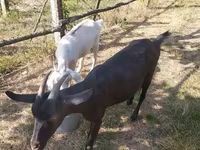 Goat, Goats — photo 2