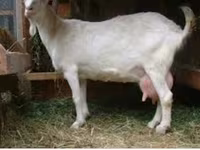 Oğlak, Saanen goat — foto 4