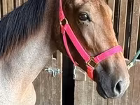 பெண் குதிரை, Rocky Mountain Horse — புகைப்படம் 4