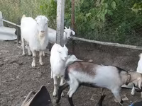 Billy Goat, LaMancha goats — photo 3