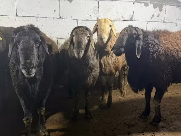 Bélier, Arashan sheep